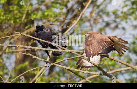 Wilde Mäusebussard Buteo Buteo jagen aus eine AAS-Krähe, die ein wenig verirrt zu nahe für Komfort Stockfoto