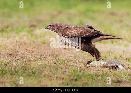 Wilde Mäusebussard Buteo Buteo ausziehen mit Kaninchen nach einem erfolgreichen kill Stockfoto