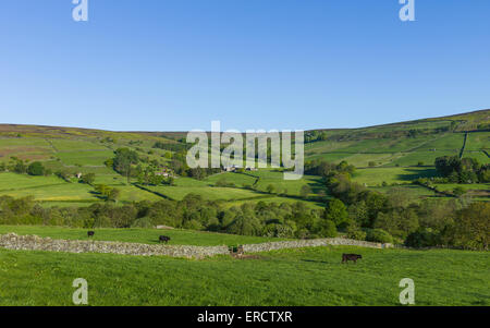 Kühe grasen in üppigen grünen Feldern wie Dämmerung bricht über das Tal bei Glaisdale im Herzen von North York Moors National Park. Stockfoto