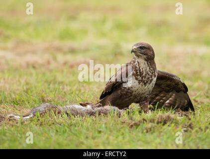 Wilde Mäusebussard, Buteo Buteo auf Boden Helmdecke über seine Kaninchen töten Stockfoto