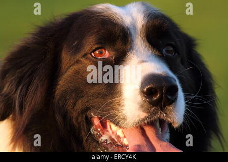 Porträt des rumänischen Schäferhund in der Nähe der Schäferei Stockfoto