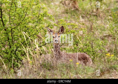 Doe der Rehe (Capreolus) in den Büschen versteckt Stockfoto