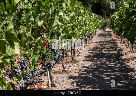 Trauben wachsen, Weingut Concha y Toro, Santiago, Chile Stockfoto