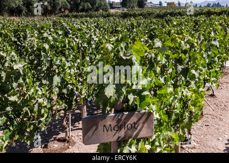 Merlot-Trauben, Weingut Concha y Toro, in der Nähe von Santiago, Chile Stockfoto