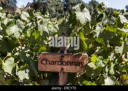 Chardonnay-Trauben, Weingut Concha y Toro, in der Nähe von Santiago, Chile Stockfoto