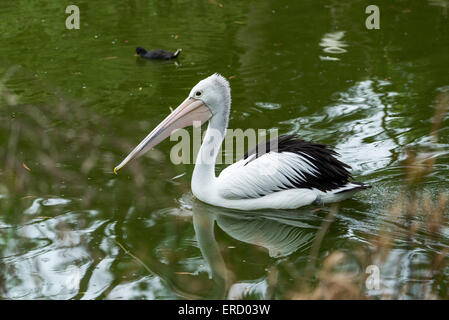 Australischer Pelikan (Pelecanus Conspicillatus) im Cleland Wildlife Park, SA, Australien Stockfoto