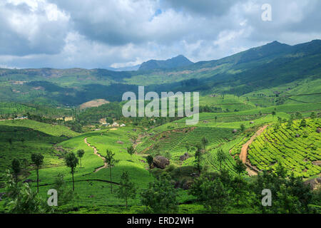 Tee-Plantagen in Munnar Stockfoto