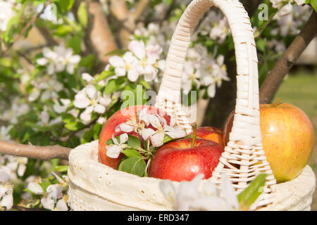 Korb mit Äpfeln in einen blühenden Apfelbaum Stockfoto