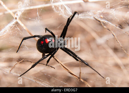 Schwarze Witwe Spinne im Freien auf einer Webseite Stockfoto