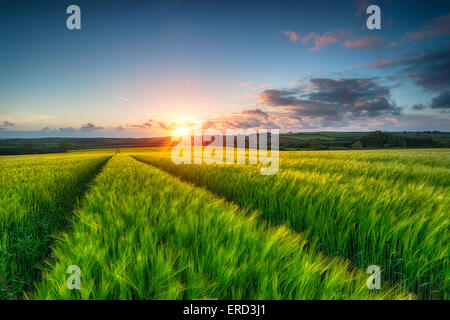 Sonnenuntergang über einem Meer von üppigen grünen Gerste in der Brise weht Stockfoto