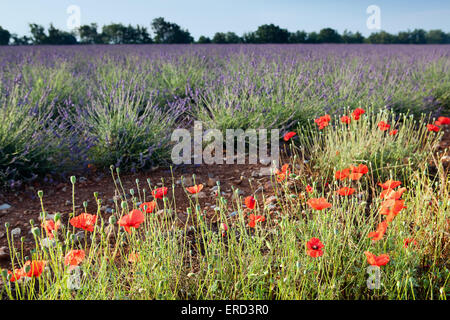 Mohn neben die Lavendelfelder der französischen Provence in der Nähe von Valensole Stockfoto