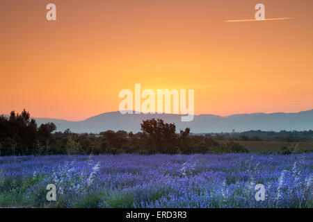 Sonnenaufgang über eine Sommerwiese Lavendel in der Provence, Frankreich Stockfoto