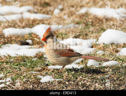 Weiblichen nördlichen Kardinal auf der Suche nach Samen auf dem Boden im winter Stockfoto