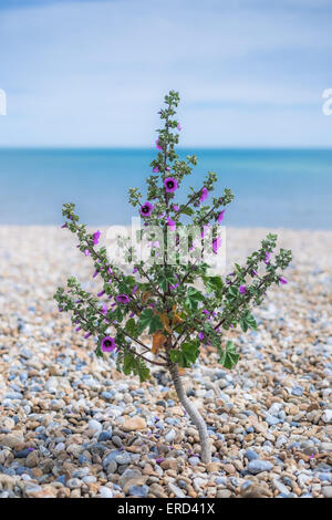 Tauben Fuß Storchschnabel Geranium Pflanzen am Strand. Stockfoto