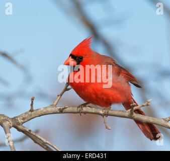 Schöne helle rote männliche nördlichen Kardinal thront in einer Eiche im winter Stockfoto