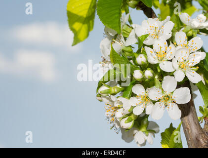 Kirsche reinweißen Blüten im zeitigen Frühjahr Stockfoto