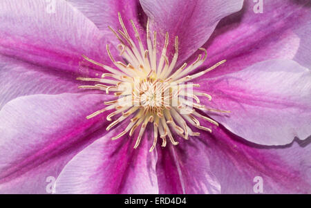 Nahaufnahme einer zweifarbige Clematis-Blume Stockfoto