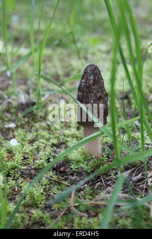 eine Weiterkultur grünes Moos Pilz mit Zylinder braunen Hut auf dicken weißen Stiel Stockfoto