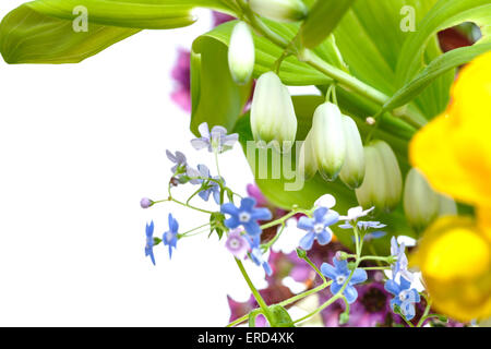 Reihe von wilden Blumen Polygonatum (Salomonssiegel), Vergissmeinnicht, Bergenie, Trollblume Pflanzen hautnah mit weißen Exemplar Stockfoto