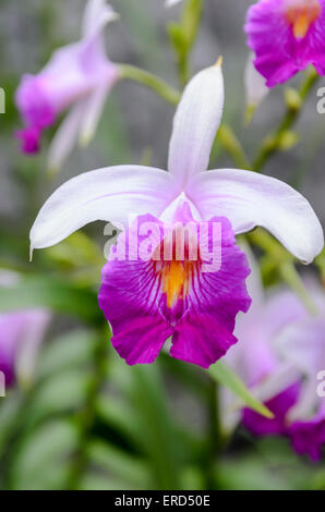 Des Tages Laelia Orchidee, Laelia Dayana, eine brasilianische Art, Gardens by the Bay, Singapur Stockfoto