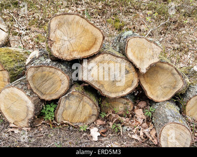 einige Eiche bestand aus dem Holz werden Brennholz Stockfoto