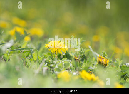 Löwenzahn im Rasen für Sonne an einem frühen Frühlingsmorgen erreichen Stockfoto