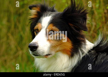 Kopf und Schulter Schuss von Tri farbige Border collie Stockfoto