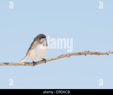 Dunkel-gemustertes Junco sitzen in einer Eiche gegen blass blauen Winterhimmel Stockfoto