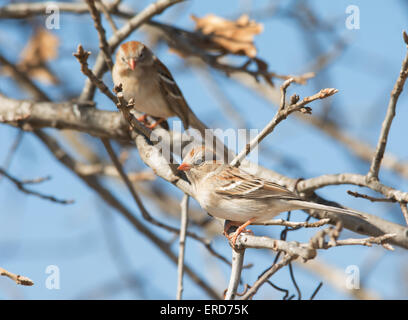 Feld-Sparrow thront auf einer Eiche, mit einem anderen im Hintergrund, gegen den blauen Winterhimmel Stockfoto