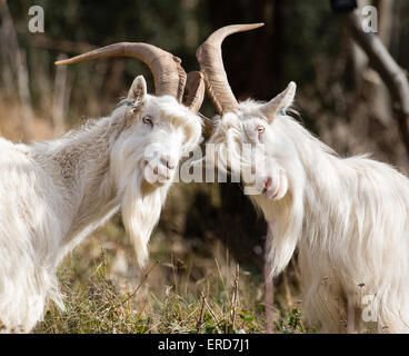 Weiße Ziegenböckchen - Mitglieder der kleinen Herde zur Eindämmung von Vegetation und Förderung der Artenvielfalt in Avon Gorge Bristol UK Stockfoto