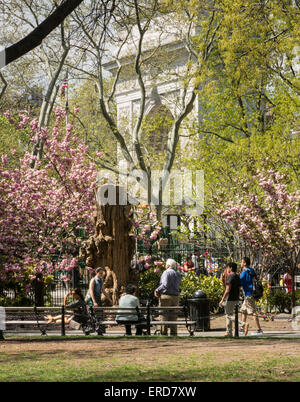 Frühling im Washington Square Park, New York Stockfoto