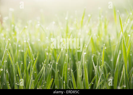 Gräser mit Wassertropfen nach einem schweren Nebel in den frühen Morgenstunden Stockfoto
