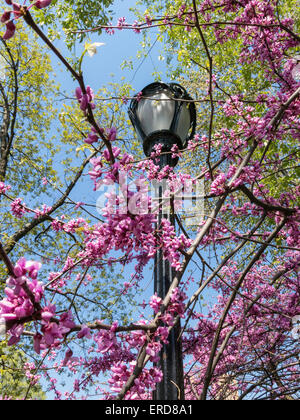 Blühende Kirschbäume und Gusseisen Laternenpfahl, Central Park, New York Stockfoto