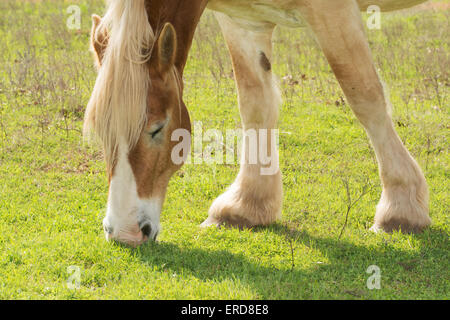 Blond belgische Zugpferd Beweidung in der Frühlingssonne Stockfoto