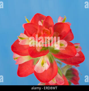 Nahaufnahme einer leuchtend roten Indian Paintbrush Blume vor blauem Hintergrund Stockfoto