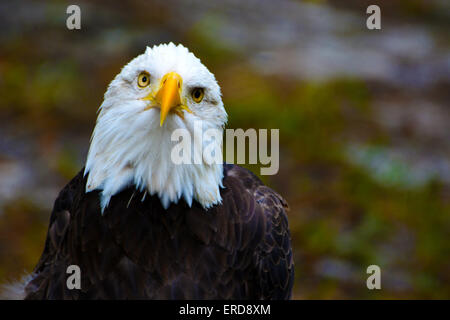 Porträt von einem Weißkopfseeadler in Homosassa Springs, Crystal River, Florida USA Stockfoto