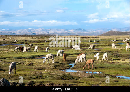 Lamas und Alpakas grasen in den Bergen in der Nähe von Arequipa, Peru Stockfoto
