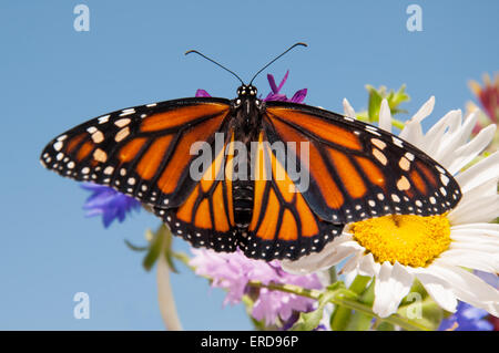 Bunte orange und schwarz Monarchfalter auf Sommerblumen gegen blauen Himmel Stockfoto