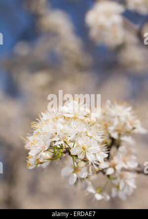 Wilde Pflaumen blühen mit Clustern von weißen Blüten, erfüllten die Luft mit pollen Stockfoto