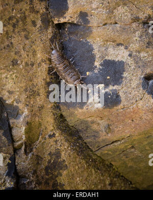 Meer Slater Ligia Oceanica auf schattigen Felsen an der Küste von Somerset UK Stockfoto