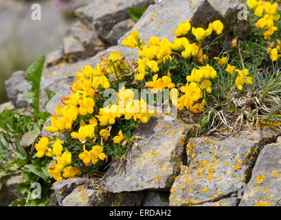 Vogels Foot Trefoil Lotus Corniculatus wachsen auf einer Klippe in Somerset UK Stockfoto