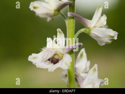 Nahaufnahme von einer weißen Prairie Rittersporn, eine wilde native Prairie-Pflanze Stockfoto