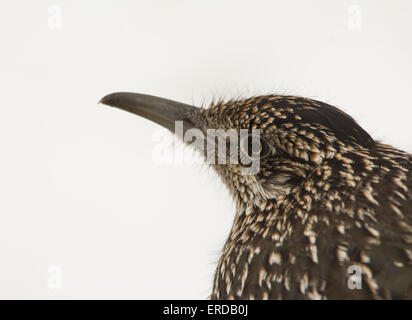 Nahaufnahme von eine größere Roadrunner, Geococcyx Californianus, warten auf Beute vor schneebedeckten Hintergrund Stockfoto