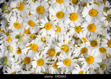 Hintergrund der frischen Heilpflanzen römische Kamillenblüten Stockfoto