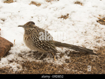 Größere Beute am Rande eines verschneiten Patches warten Roadrunner Stockfoto