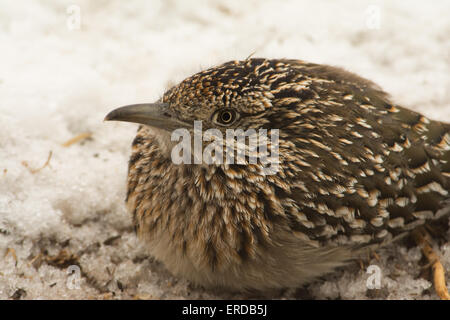 Nahaufnahme von eine größere Roadrunner hocken im Schnee, auf Beute warten Stockfoto