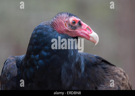 Ein Porträt von einem Türkei-Geier Stockfoto