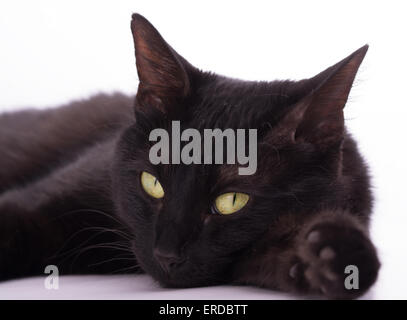 Schwarze Katze, die auf der Suche auf den Betrachter, auf hellem Hintergrund Stockfoto
