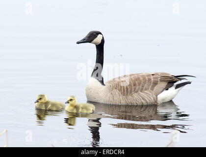 Drei Kanadagans Gänsel im Wasser sitzen. Stockfoto