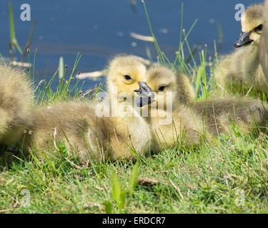 Drei Kanadagans Gänsel sitzen in der Wiese. Stockfoto